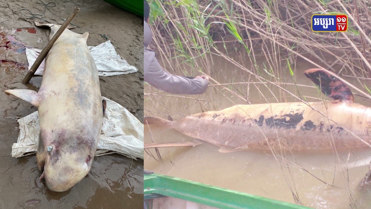 រដ្ឋបាលជលផលប្រកាសផ្តល់រង្វាន់ស្វែងរកអ្នកប្រើឧបករណ៍ឆក់ត្រីផ្សោត (Video Inside)