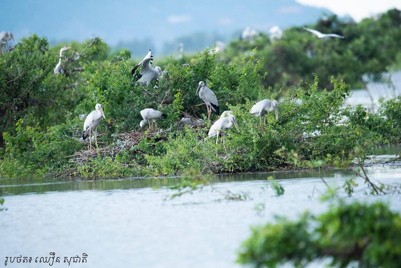 ឆ្នាំនេះរកឃើញសត្វស្លាបទឹកចំនួន ៧ប្រភេទ បានធ្វើសំបុកនៅតំបន់ការពារ ទេសភាព បឹងព្រែកល្ពៅ
