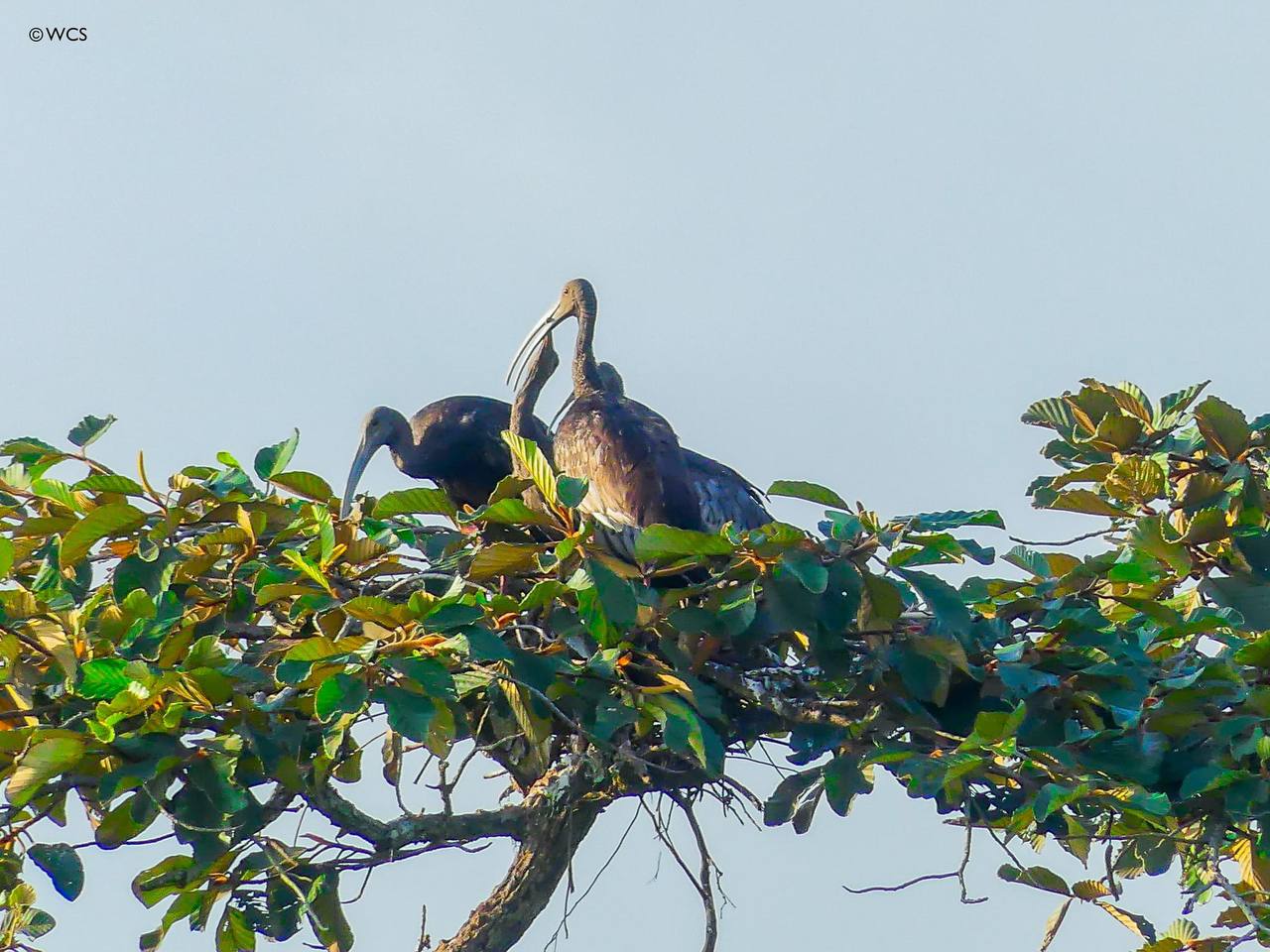 ចំនួនសត្វស្លាបប្រភេទកម្រនៅដែនជម្រកសត្វព្រៃកែវសីមាក្នុងឆ្នាំ២០២៣ខ្លះកើនឡើង និង ខ្លះទៀតថយចុះ