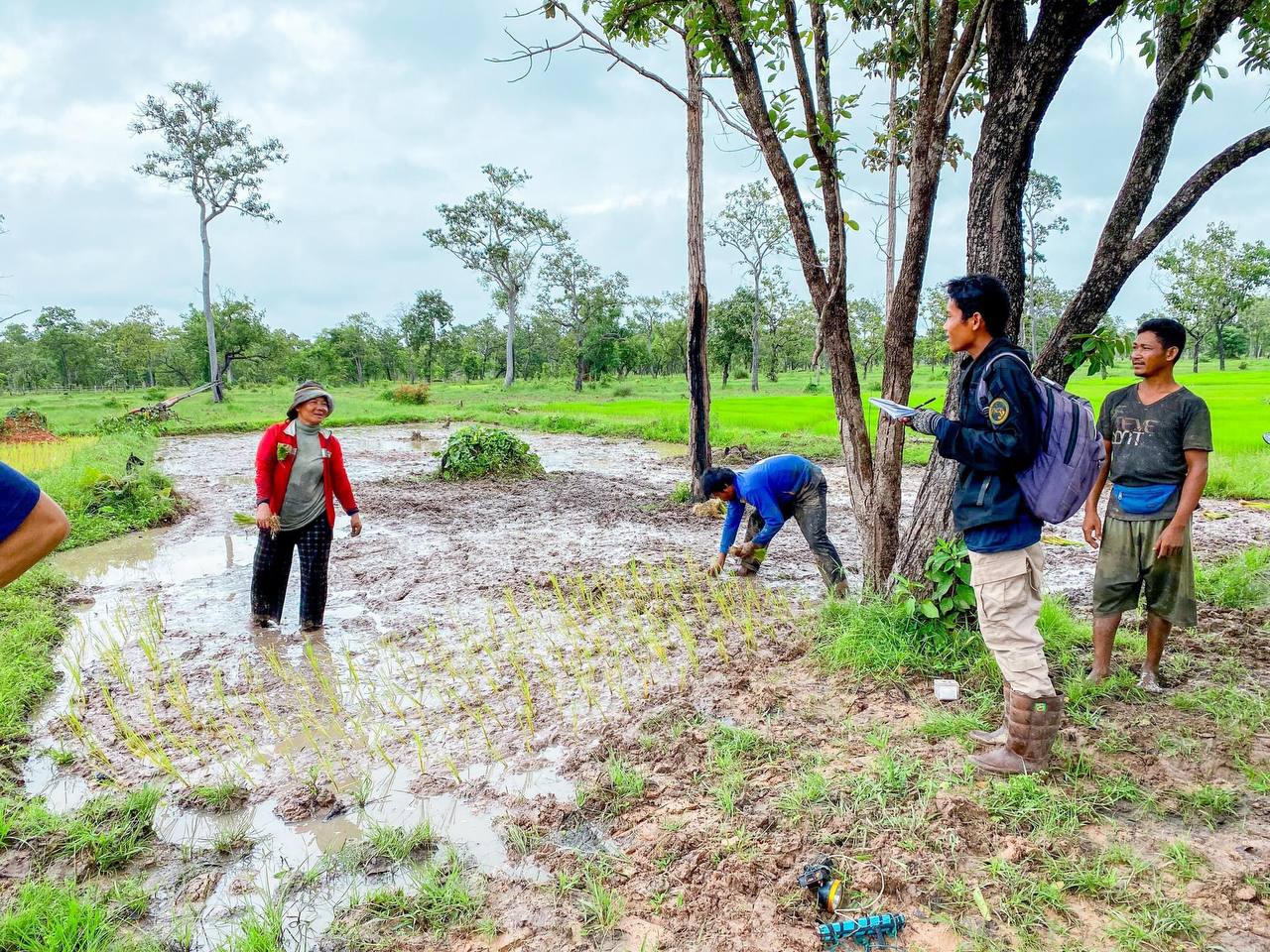 កសិករធ្វើស្រូវត្រយងថ្មី ក្នុងស្រុក សៀមប៉ាង និង ស្រុក លំផាត់ បានកើនឡើងចំនួន ៤៨៩គ្រួសារ