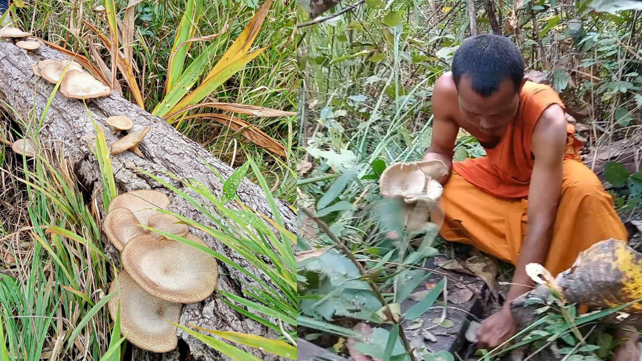 ដល់រដូវផ្សិតផ្ចឹក ដុះច្រើននៅសហគមន៍ ដែនជម្រកសត្វព្រៃ សង្ឃរុក្ខវ័ន្ដ