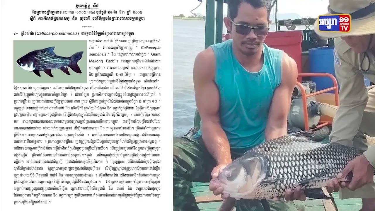 ត្រីគល់រាំងទម្ងន់ ៨គីឡូកន្លះ ចូលក្នុងលបអ្នកនេសាទព្រលែងចូលទន្លេវិញ (Video Inside)