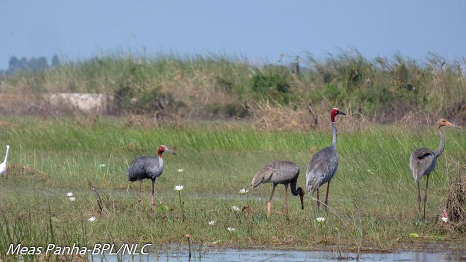 សត្វក្រៀល ៨ក្បាលបានវិលត្រឡប់មករកចំណីនៅតំបន់បឹងព្រែកល្ពៅវិញ