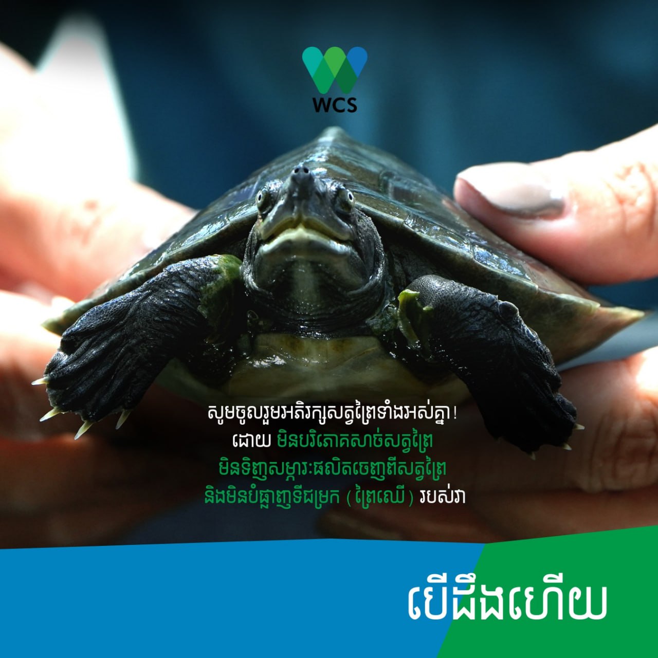 អណ្តើក​ហ្លួង ​នឹង​ធ្លាក់​ចុះ ដោយ​សារ​​ការ​​ទន្ទ្រាន​​ព្រៃ​​លិច​​ទឹក និង​ការ​នេសាទ​ខុស​ច្បាប់