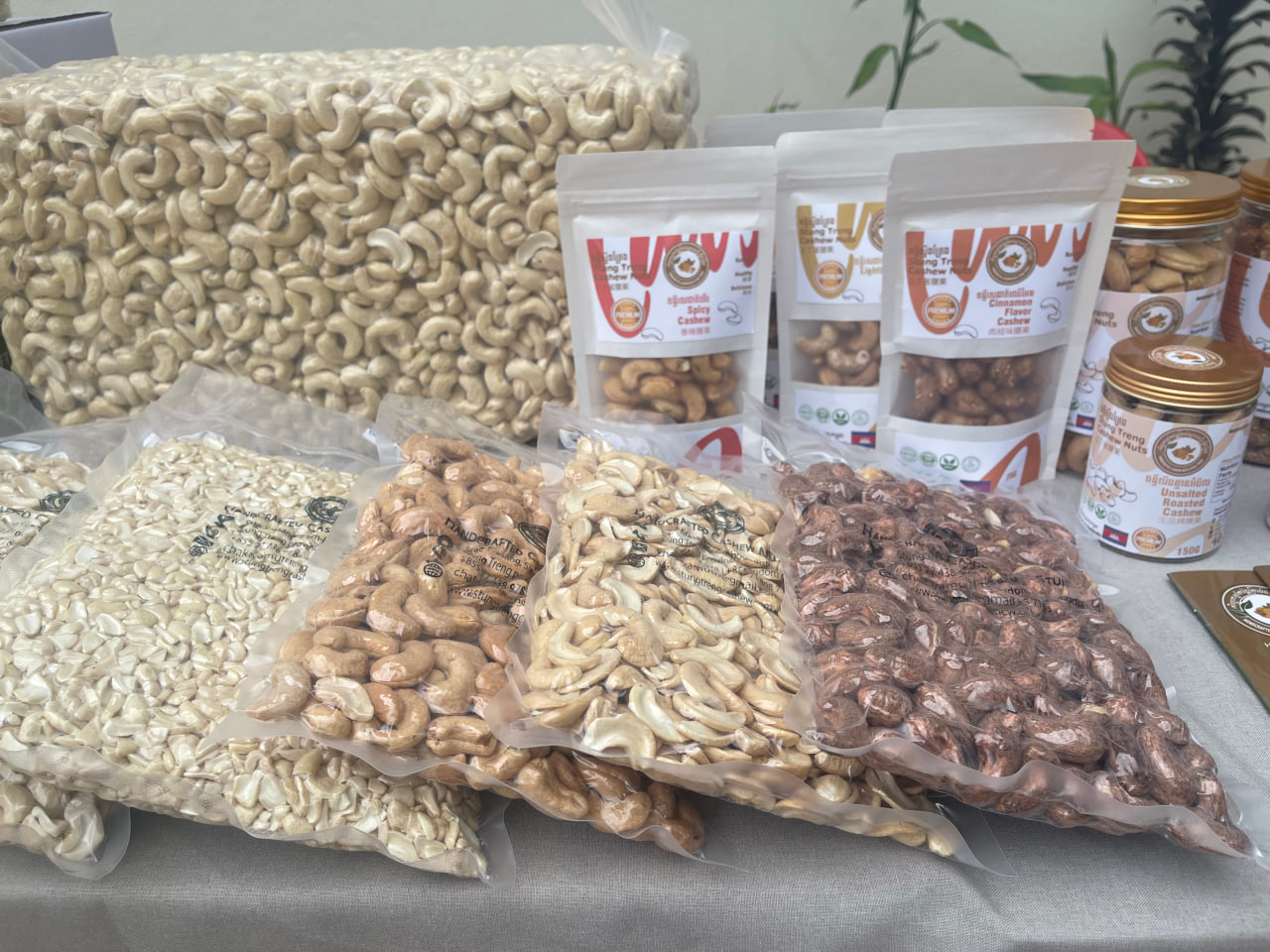 កសិករដាំស្វាយចន្ទី និងគ្រាប់ចន្ទីកម្ពុជាកំពុងមានគុណភាពល្អប្រសើរ និងអាចនាំចញទៅកាន់ទីផ្សារអន្តរជាតិ