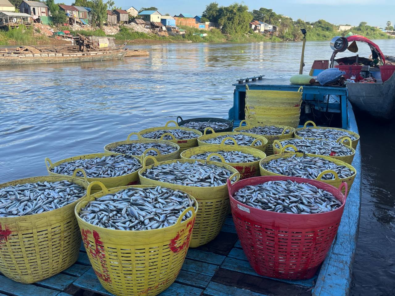 ត្រីប្រហុកចាប់ផ្តើមត្រូវបណ្តើរៗ ខណៈ ឡូត៍នេសាទខ្លះចាប់ត្រី បាន ចាប់ពី១-២តោនក្នុងមួយថ្ងៃ