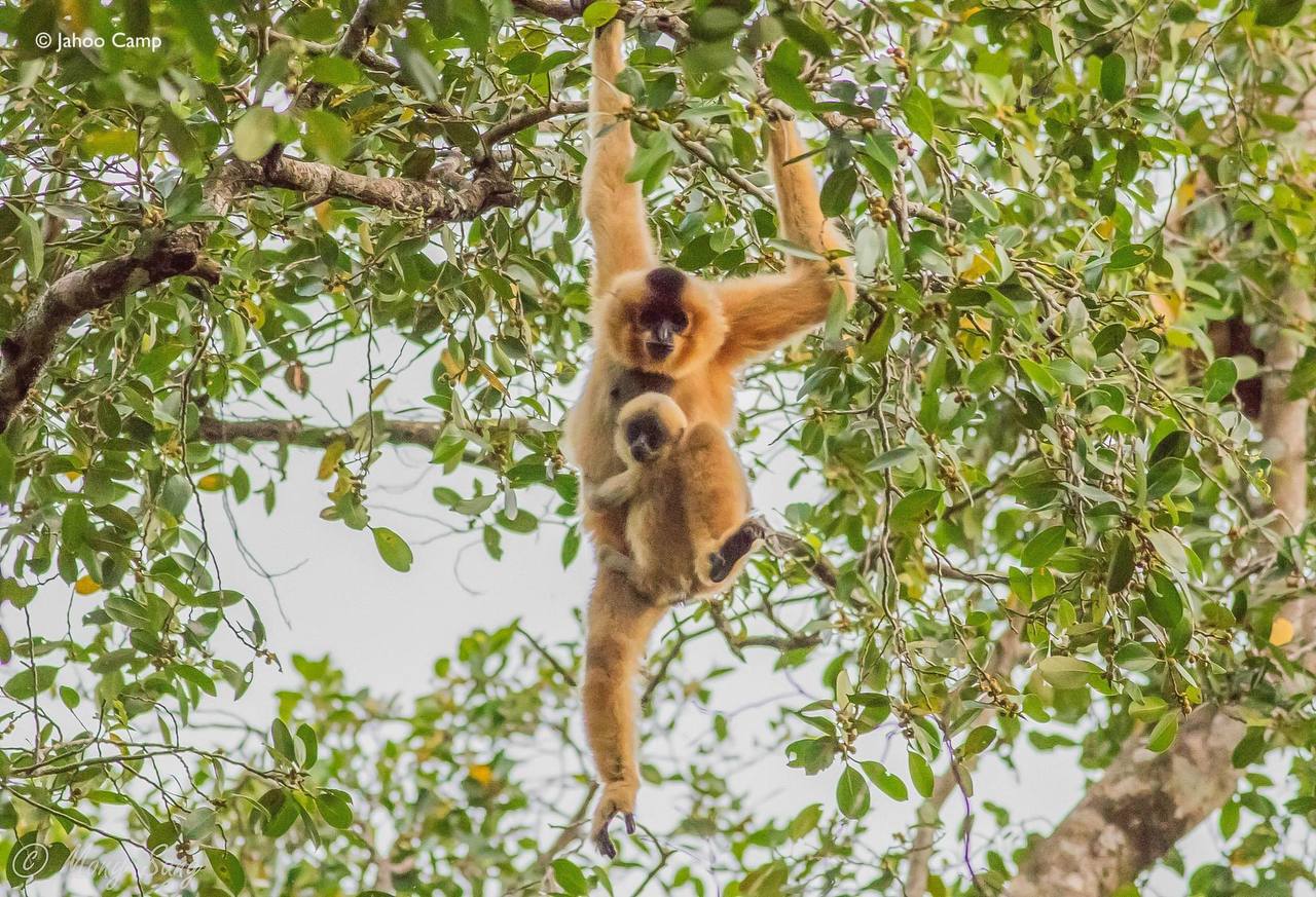 តំបន់ជំរំសត្វទោច ចាហ៊ូ ត្រូវបានពង្រីកផ្ទៃដីសម្រាប់ បម្រើលើ វិស័យ ទេសចរណ៍ និងការស្រាវជ្រាវ