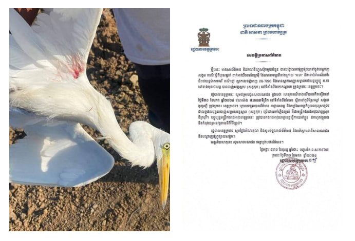 រដ្ឋបាលខេត្តក្រចេះបញ្ជាក់ពីករណីបុរសម្នាក់បាញ់សត្វកុកនៅ ខេត្តក្រចេះ
