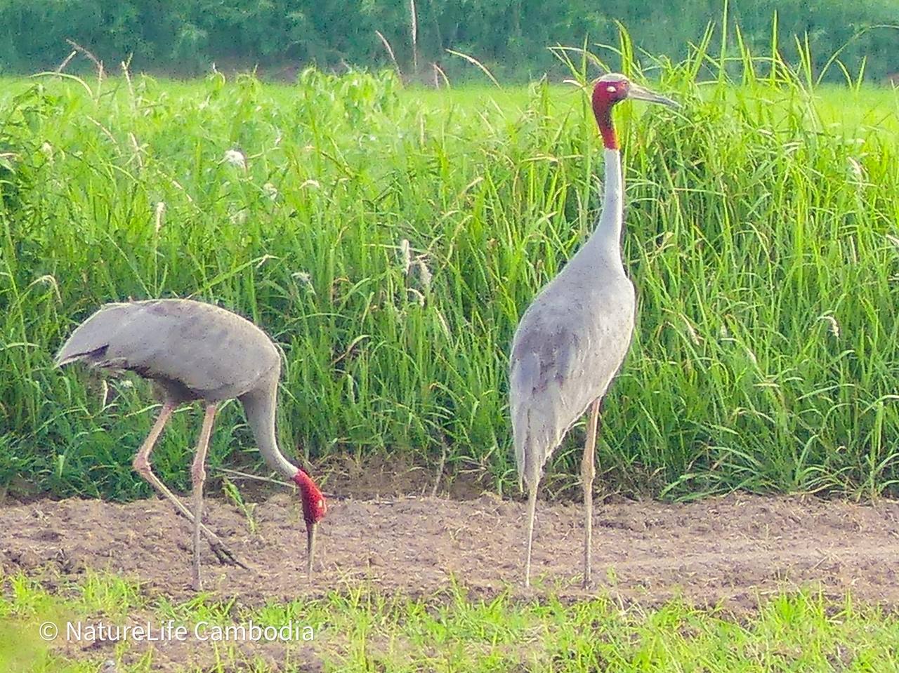 ក្នុងខែមករានេះ ប្រទះឃើញសត្វក្រៀលចំនួន ១៣ នៅក្នុងដែនជម្រក សត្វព្រៃលំផាត់