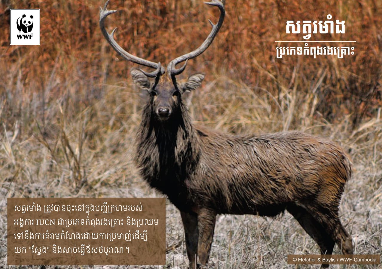 រមាំងញី តែងបន្តពូជនៅចន្លោះខែមីនា ឧសភា និងឈ្មោលតែងជម្រុះស្នែងរាល់ឆ្នាំ