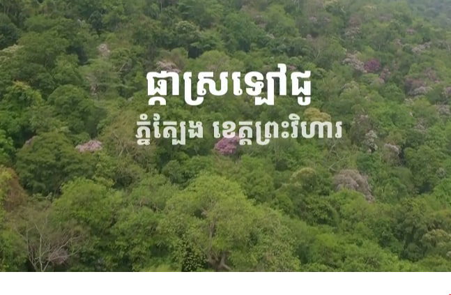 ស្រឡៅជូ តំបន់បេតិកភណ្ឌធម្មជាតិភ្នំត្បែង ក្រុងត្បែងមានជ័យ ខេត្តព្រះវិហារ