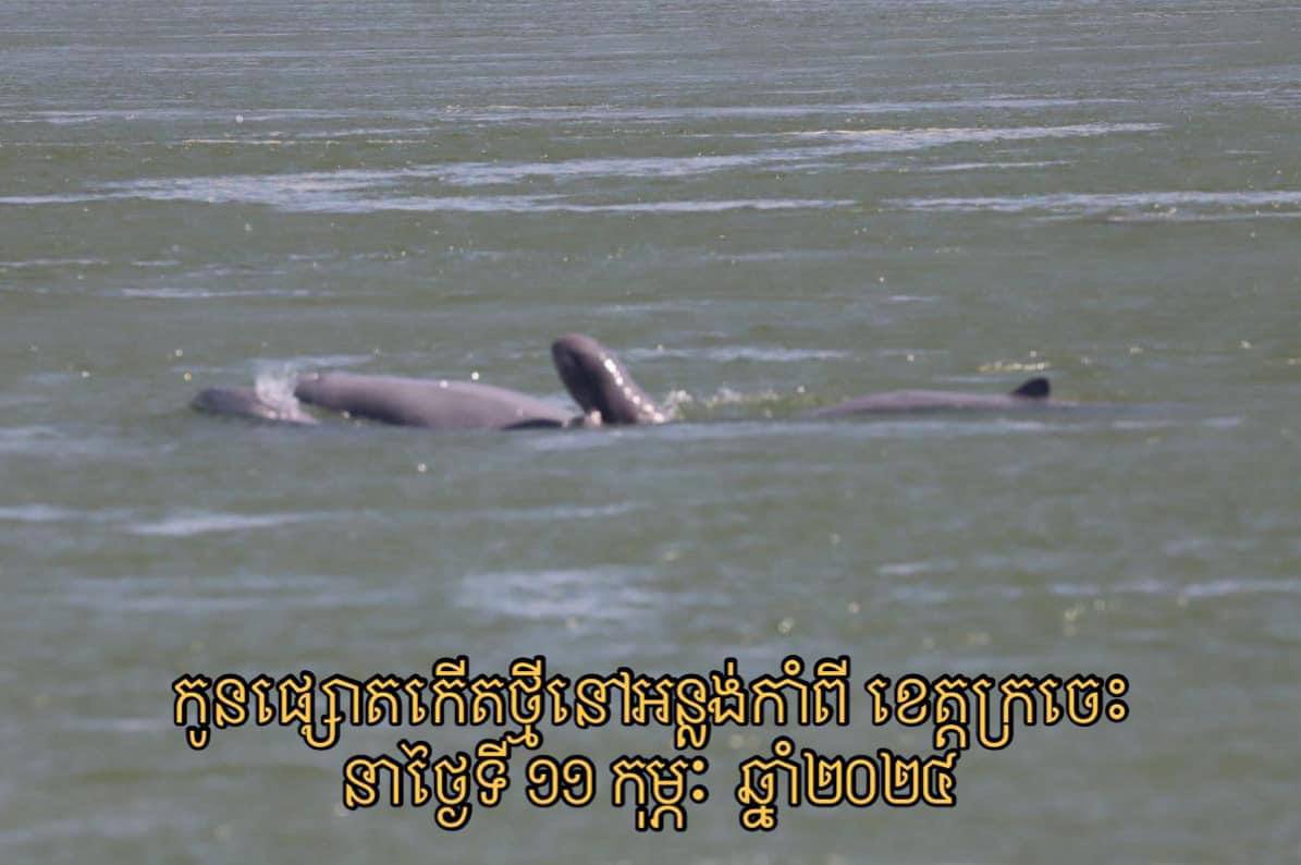 រកឃើញកូនផ្សោតកើតថ្មីមួយក្បាលនៅអន្លង់កាំពី ខេត្តក្រចេះ