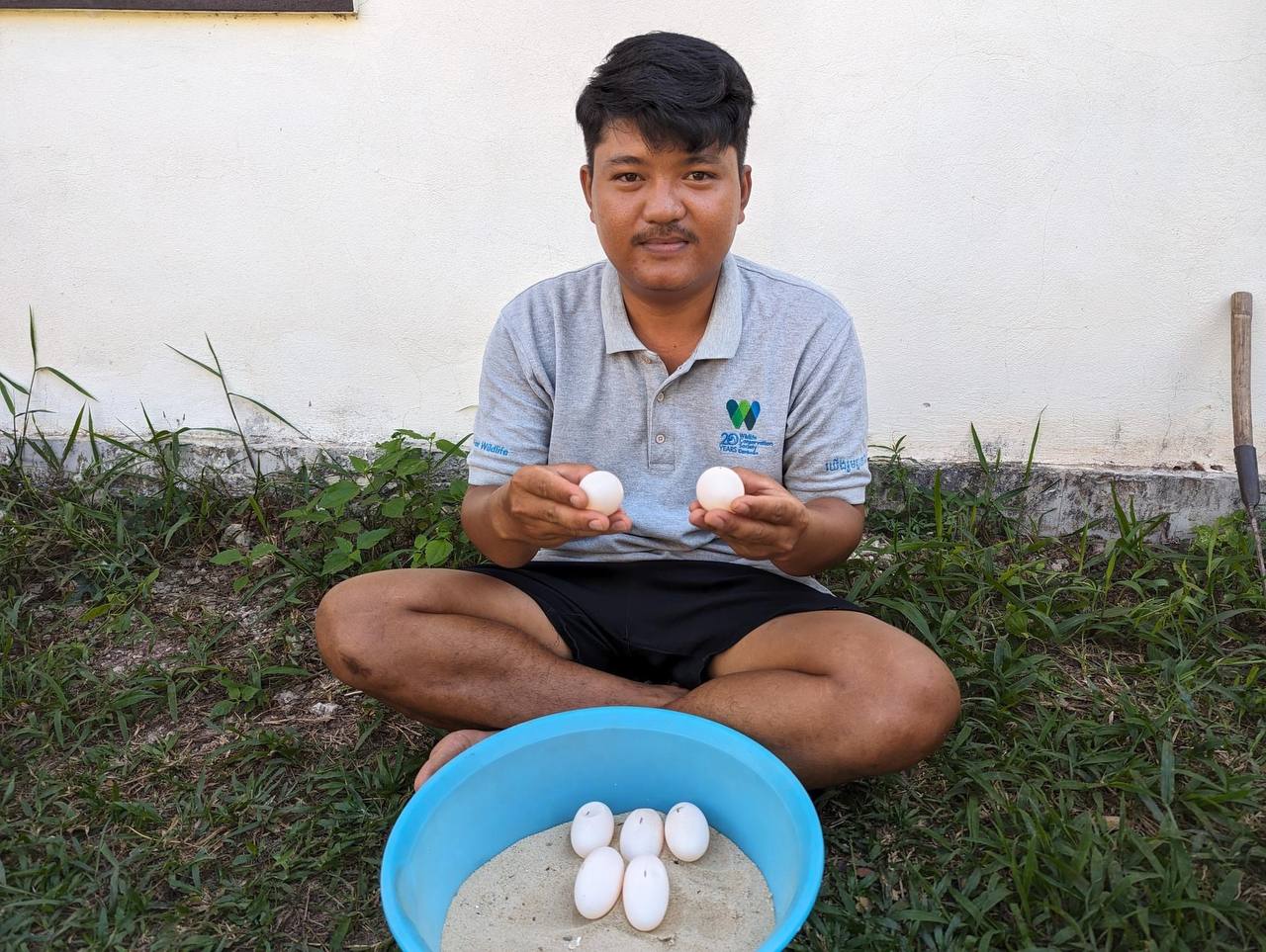 រកឃើញពងអណ្តើកហ្លួងចំនួន ២០សំបុក នៅលើឆ្នេរខ្សាច់សិប្បនិមិត្តក្បែរស្រះបង្កាត់ ពូជ មួយ ក្នុងមជ្ឈមណ្ឌលអភិរក្សសត្វល្មូនខេត្តកោះកុង