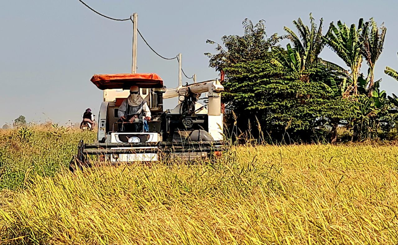 កសិករស្រុកឯកភ្នំរួចផុតពីក្តីបារម្ភខ្វះទឹក ខណៈស្រូវប្រាំងធ្វើបាន ជិតមួយម៉ឺនហិកតា