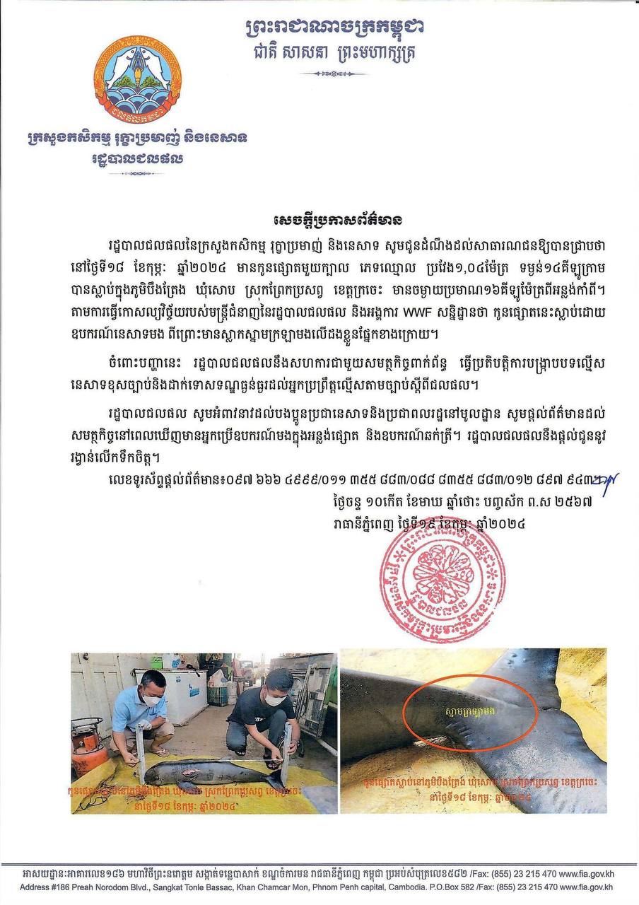 កូនផ្សោត ១ក្បាលនៅខេត្តក្រចេះ បានជាប់មងអ្នកនេសាទស្លាប់