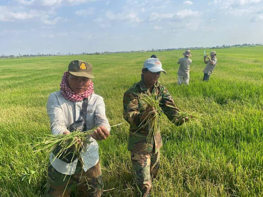មន្ត្រីជំនាញចុះត្រួតពិនិត្យស្ថានភាពស្រូវដែលរងការបំផ្លាញពីសត្វចង្រៃនៅស្រុកស្វាយអន្ទរ