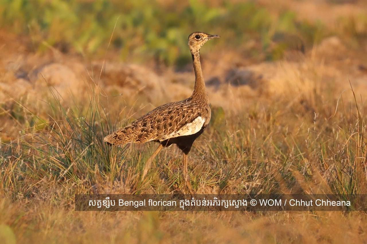 ទីជម្រកសត្វខ្សឹបដែលជាសត្វបក្សីកម្របំផុតក្នុងលោកនៅជុំវិញបឹងទន្លេសាប ត្រូវបានបាត់បង់យ៉ាងច្រើន