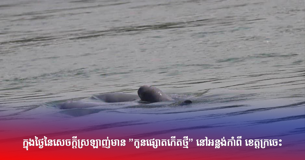 ក្នុងថ្ងៃនៃសេចក្តីស្រឡាញ់មាន ”កូនផ្សោតកើតថ្មី” នៅអន្លង់កាំពី ខេត្តក្រចេះ