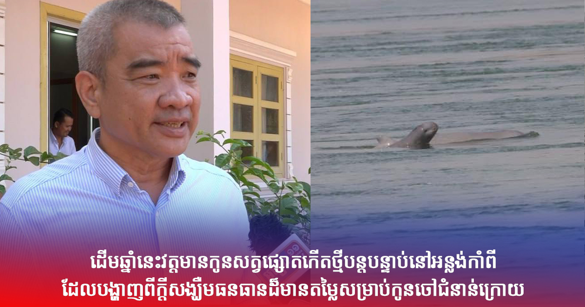ដើមឆ្នាំនេះវត្តមានកូនសត្វផ្សោតកើតថ្មីបន្តបន្ទាប់នៅអន្លង់កាំពីដែលបង្ហាញពីក្តីសង្ឃឺមធនធានដ៏មានតម្លៃសម្រាប់កូនចៅជំនាន់ក្រោយ
