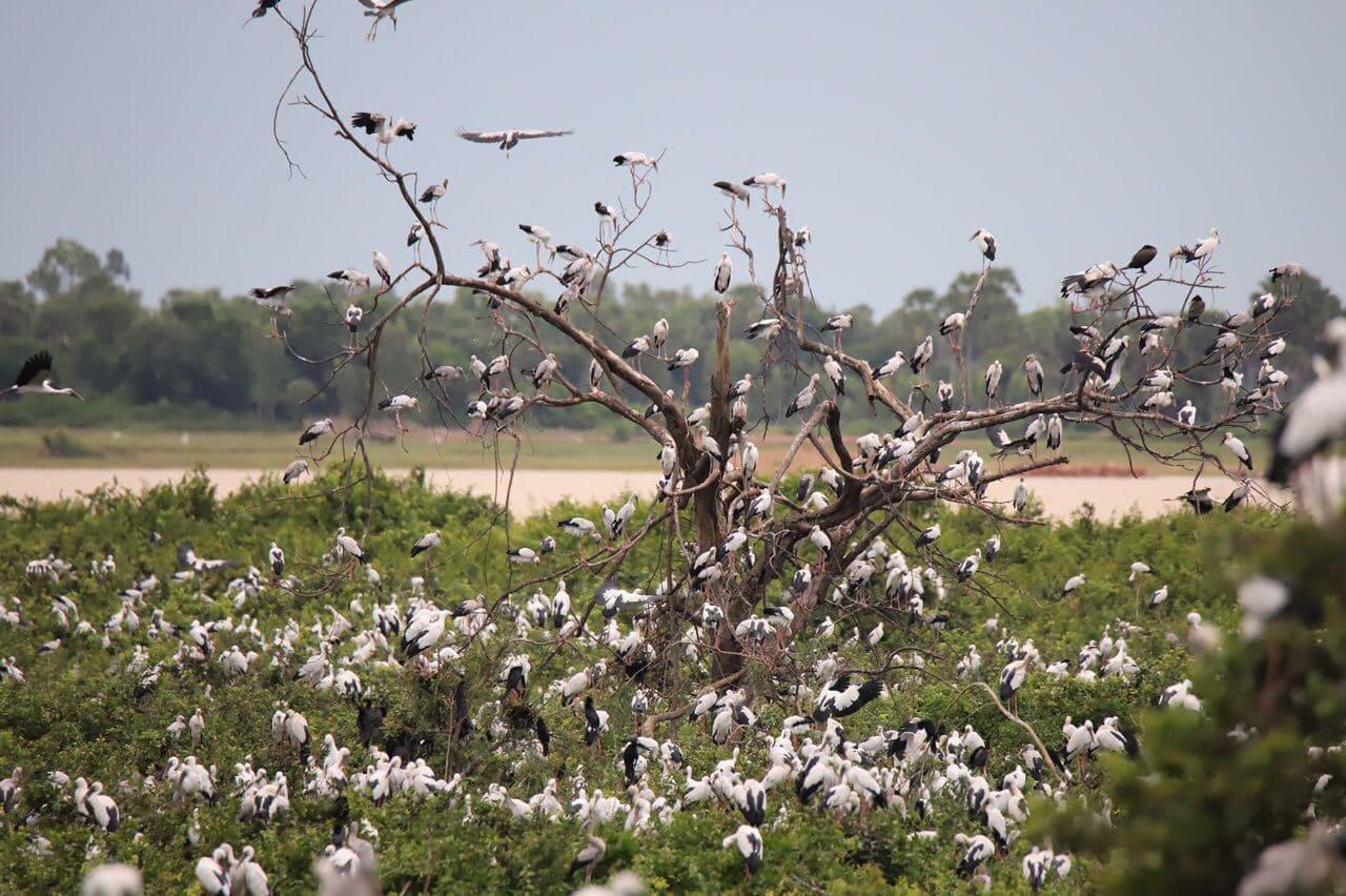 ទួលព័ន្ធតាឡី បឹងស្នេហ៍មានសត្វព្រៃប្រមាណ ៥០ប្រភេទ និងសត្វបក្សីកម្រៗប្រមាណ ២ម៉ឺនក្បាលកំពុងទាក់ទាញទេសចរណ៍ជិតឆ្ងាយចូលទស្សនា