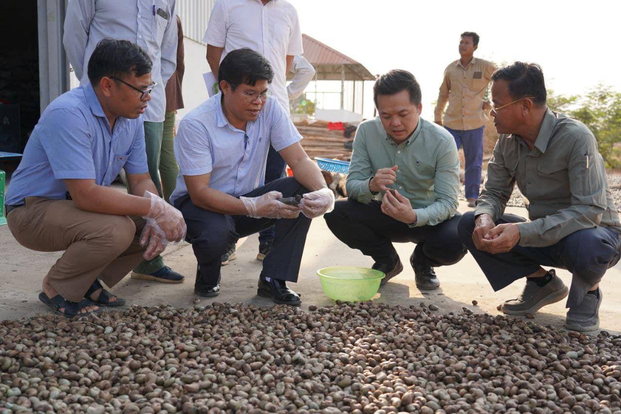 ក្រុមហ៊ុន អ៊ីស្រាអែលប្រកាសទិញគ្រាប់ស្វាយចន្ទី ១០០តោន តម្លៃលើសទីផ្សារ ២០ភាគរយ