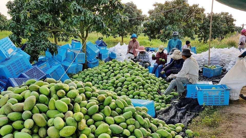 រដ្ឋអនុគ្រោះពន្ធដល់ វិស័យកសិកម្ម ចំពេលកសិផលមួយចំនួនជួបបញ្ហាធ្លាក់ថ្លៃ
