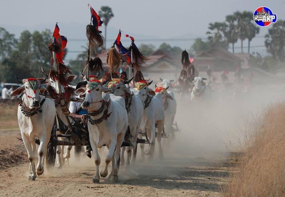 ខេត្តកំពង់ស្ពឺ នឹងរៀបចំពិធីប្រណាំងរទេះសាឡីគោលឿន ឆ្នាំ២០២៤ នៅថ្ងៃទី៧ ខែមេសា ឆ្នាំ២០២៤