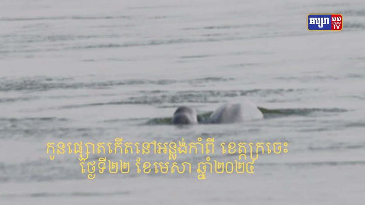កូនត្រីផ្សោតទី៧ ប្រទះឃើញក្នុងខែមេសា (Video Inside)