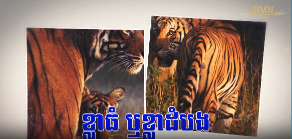 ខ្លាធំ ឬខ្លាដំបង