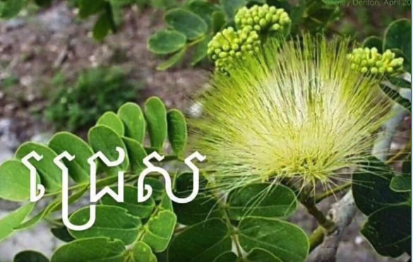 ឈ្មោះរុក្ខជាតិខ្មែរ កម្របានឃេីញនិងស្គាល់ 🌱