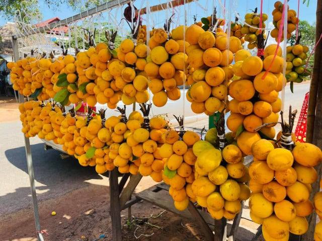 ដល់រដូវផ្លែគុយ ក្លាយជាប្រភពចំណូលសម្រាប់អ្នកភូមិ