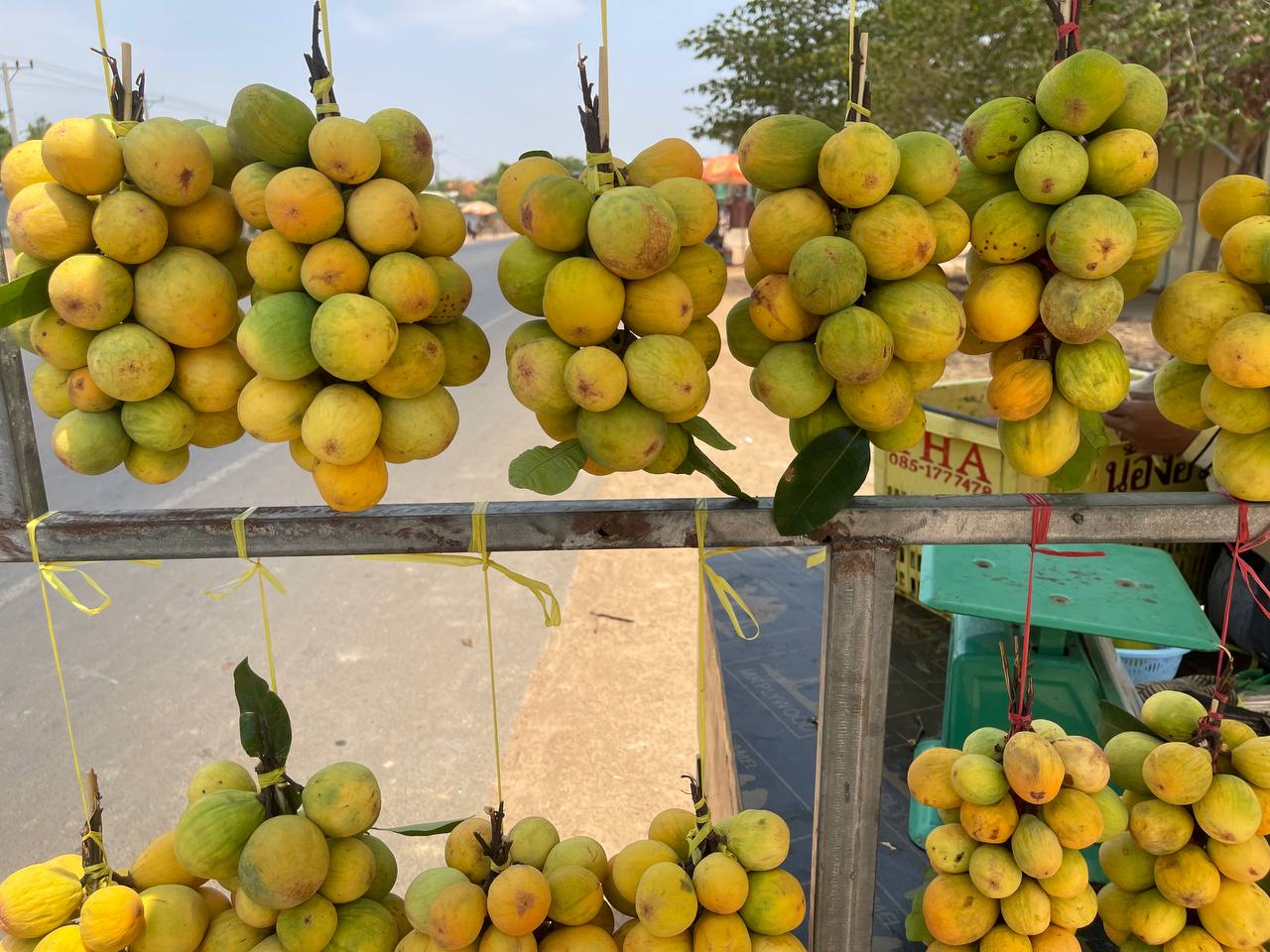 រដូវចូលឆ្នាំថ្មី អាជីវករលក់ផ្លែគុយនៅដងផ្លូវជាតិលេខ៦ សប្បាយប្រមូលប្រាក់