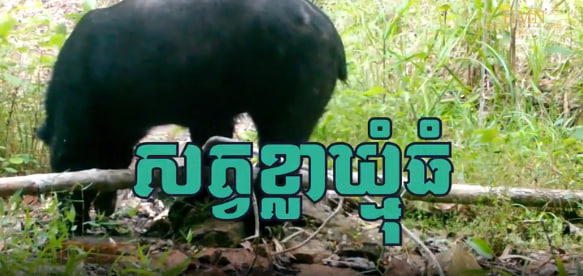 សត្វខ្លាឃ្មុំធំ