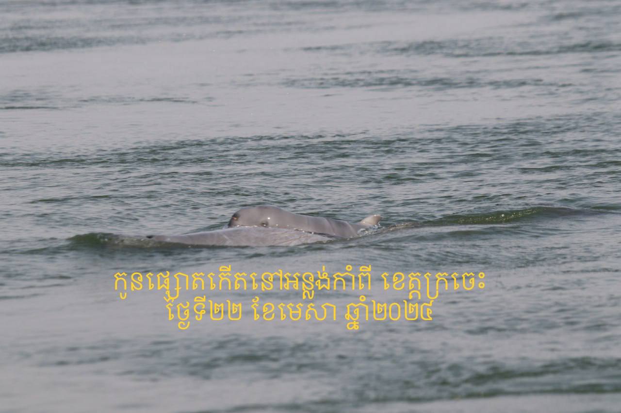 កូនផ្សោតកើតថ្មីមួយក្បាលទៀតត្រូវបានប្រទះឃើញនៅអន្លង់កាំពី ខេត្តក្រចេះ