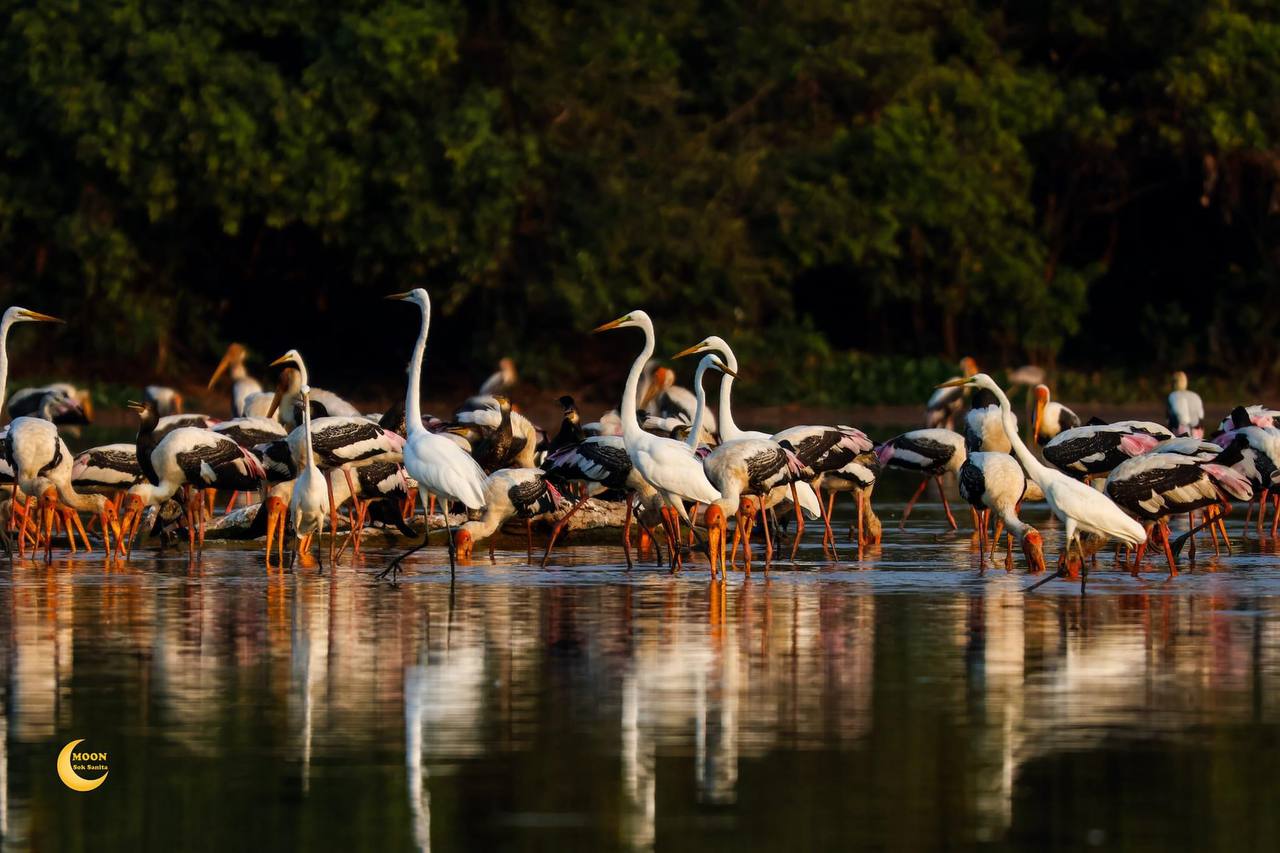 ទៅទស្សនាសត្វស្លាប និងត្រី នៅបឹងពារាំង ខេត្តសៀមរាប