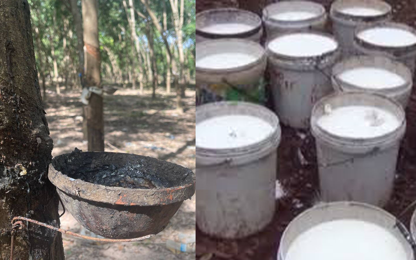 ត្រីមាសទី១ ឆ្នាំនេះកម្ពុជារកចំណូលពីការនាំចេញកៅស៊ូ និង ឈើកៅស៊ូជាង១០០លានដុល្លារ