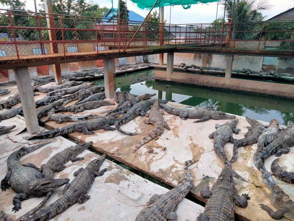 ក្រពើគ្មានទីផ្សារក្នុងស្រុក រដ្ឋា ភិបាលសម្លឹងមើលទីផ្សារចិន