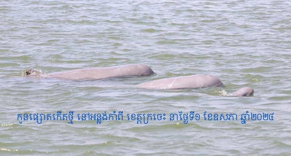 នៅថ្ងៃទី១ ខែឧសភា ឆ្នាំ២០២៤នេះ រកឃើញកូនផ្សោតកើតថ្មី ១ក្បាលបន្ថែមទៀតនៅអន្លង់កាំពី ខេត្តក្រចេះ