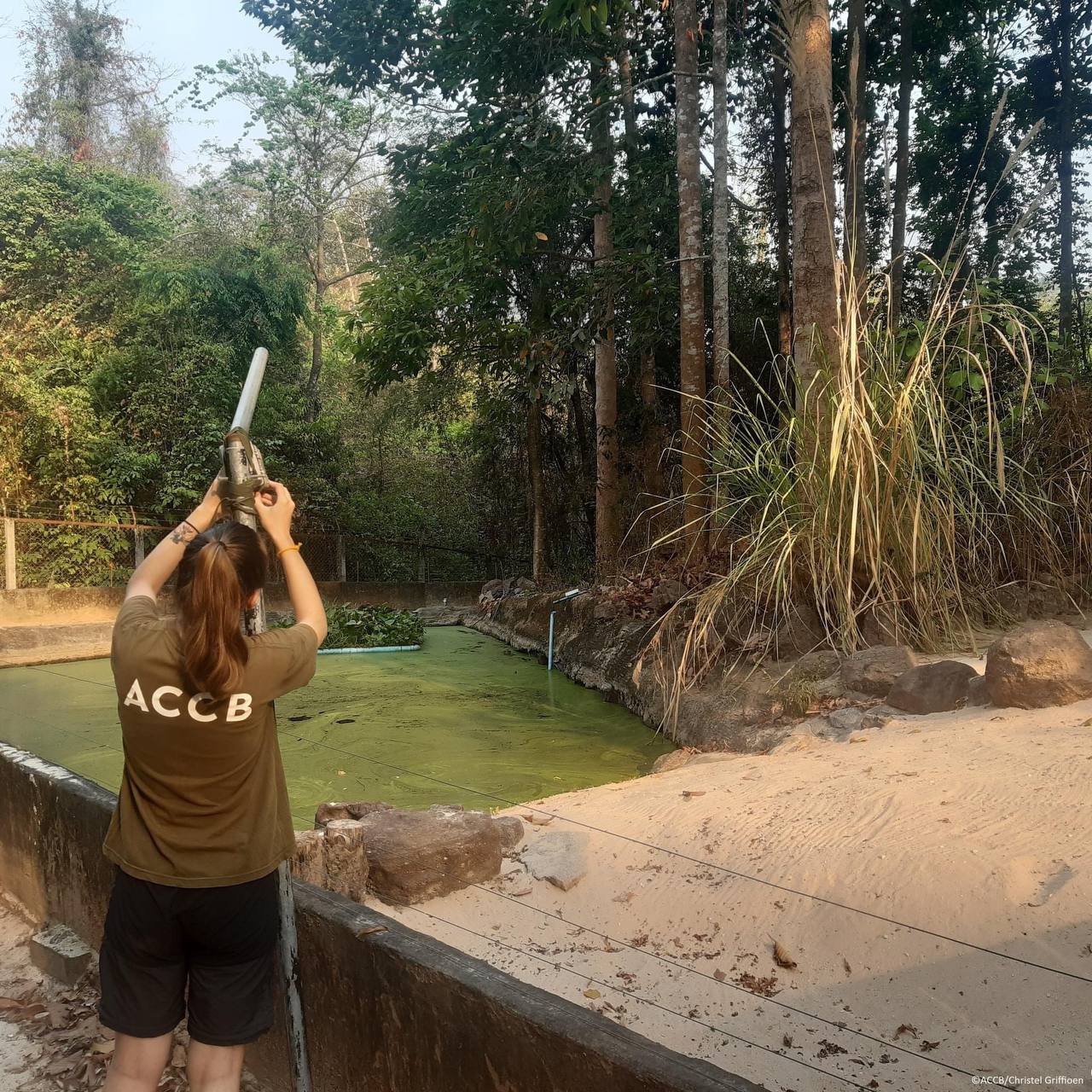 មជ្ឈមណ្ឌលអង្គរ សម្រាប់ការអភិរក្សជីវៈចម្រុះ ផ្តល់ឱកាសដល់អ្នកស្រឡាញ់សត្វ សិក្សាស្រាវជ្រាវ ទៅលើអាកប្បករិយា និងលក្ខណៈជីវសាស្រ្តដែលជះឥទ្ធិពលការ រស់នៅរបស់ពួកវា