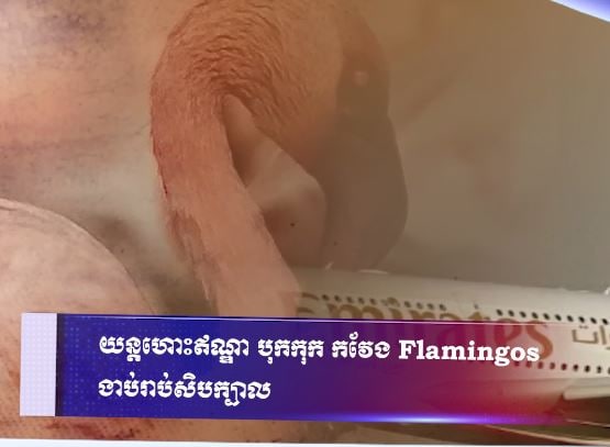 យន្តហោះឥណ្ឌា បុកកុក កវែង Flamingos ងាប់រាប់សិបក្បាល