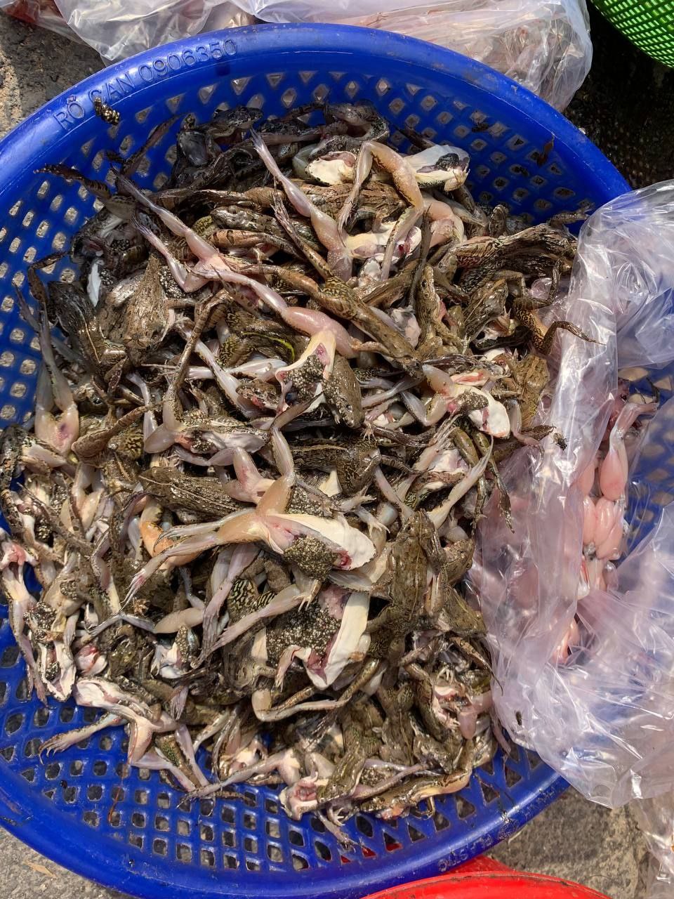 កង្កែបអាចម៍គោ ជាប្រភពចំណូលមួយរបស់ប្រជាពលរដ្ឋនៅស្រុកស្វាយជ្រំ