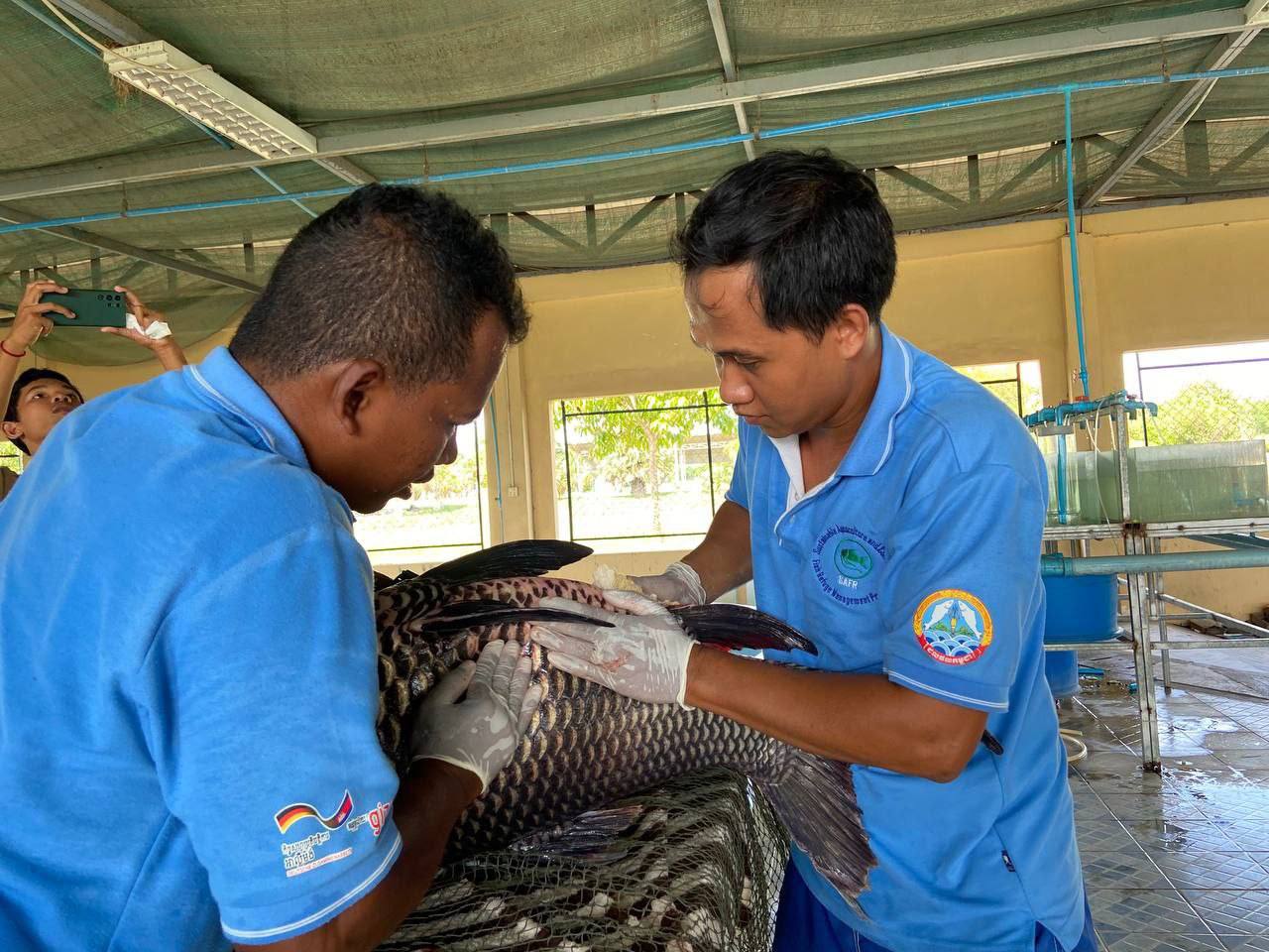 ចំណាយពេល១០ឆ្នាំ ទីបំផុតកូនត្រីគល់រាំងកម្ពុជា បានចាប់កំណើតជាលើកដំបូង