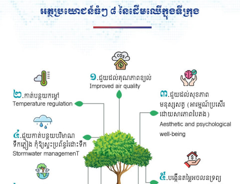 អត្ថប្រយោជន៍ធំៗ ៨ នៃដើមឈើក្នុងទីក្រុង