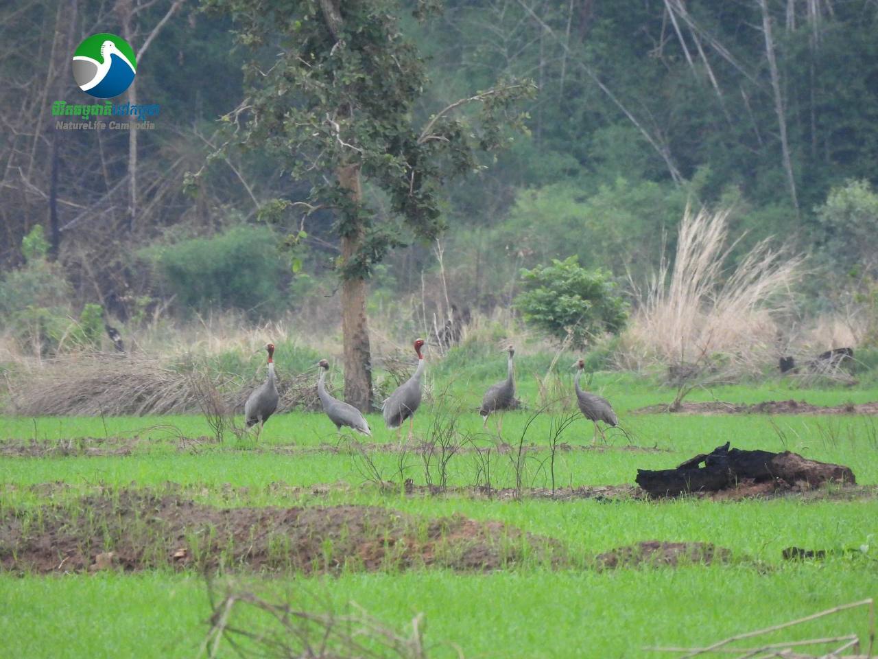 ដែនជម្រកសត្វព្រៃលំផាត់ នៅតែរក្សាស្ថេរភាព នៃចំនួនសត្វក្រៀល
