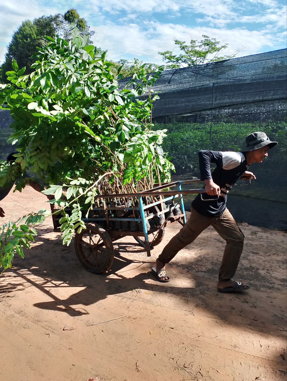 “អង្គការសម្ព័ន្ធមិត្តសត្វព្រៃបរិច្ចាគកូនឈើចំនួន ១៩៧ ០០០ដើមក្នុងយុទ្ធនាការដាំដើមឈើ ១ លានដើម”