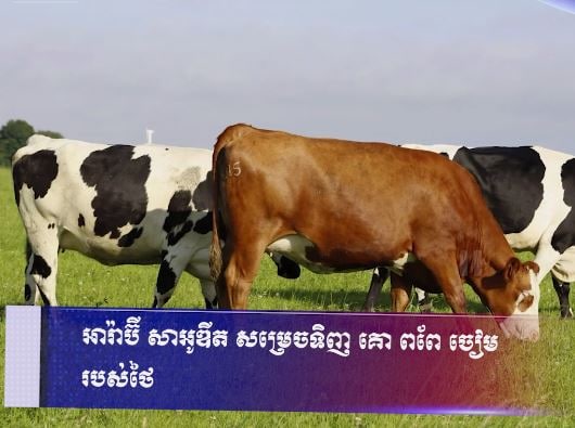អារ៉ាប៊ី សាអូឌីត សម្រេចទិញ គោ ពពែ ចៀម របស់ថៃ
