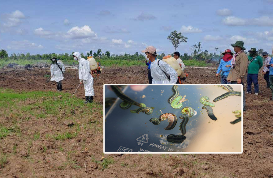 សត្វដង្កូវហ្វូងកំពុងរាតត្បាត និងបំផ្លាញដំណាំស្រូវ ដំឡូងមីរបស់កសិករនៅបណ្ដាខេត្តជាច្រើន