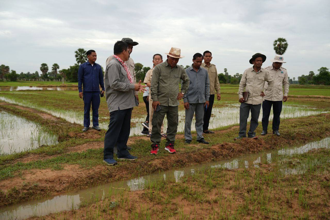 ស្រូវ ១៥ហិកតា ក្នុងចំណោមដំណាំស្រូវជាង ៤០០ហិកតា ត្រូវបានសត្វ ដង្កូវហ្វូងស៊ីត្រួយស្ទើរទាំងស្រុង នៅខេត្តកំពង់ស្ពឺ