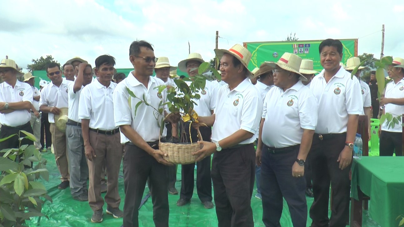 កូនដើមឈើទាលមួយម៉ឺនដើមត្រូវបានដាំលើផ្ទៃដីបួនហិកតាដែលមានការរិចរិលនៅក្នុងស្រុកបន្ទាយស្រី