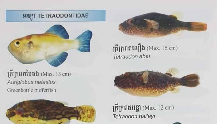 ក្រសួងសុខាភិបាលដាស់តឿនឱ្យប្រយ័ត្នក្នុងការយក ត្រីក្រពត មកបរិភោគ